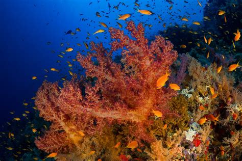 Egypt Adopts Environmental Standards To Protect Coral