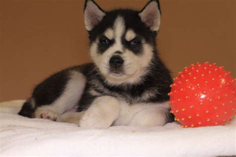 Alaskan huskies are known for their prowess in pulling sleds. Alaskan Husky Puppies For Sale | Durham, NC #276012
