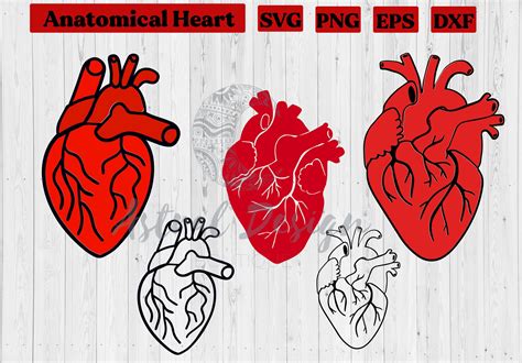 Anatomical Heart Svg Files For Cricut Medical Svg Clipart Etsy Hong