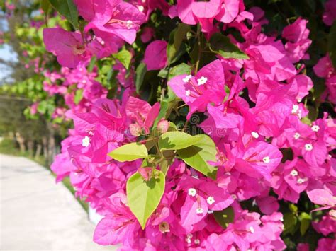 Close Up Of Blooming Magenta Bougainvillea Stock Image Image Of