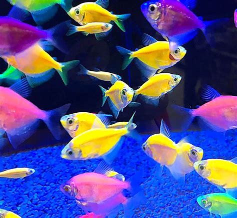 An Aquarium Filled With Lots Of Different Colored Fish