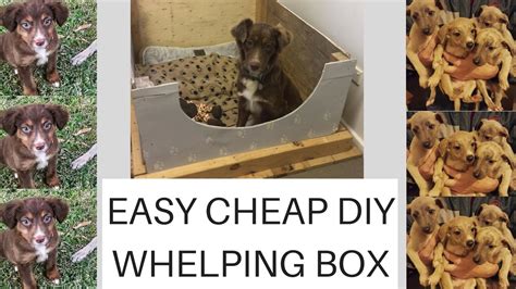 Youll find everything you need for your furry friend in this selection, from cosy dog beds to dog leads and head collars, so you can be sure to find something you and your pup will love. Easy. Cheap. Diy. Whelping box plus PUPPY UPDATE - YouTube