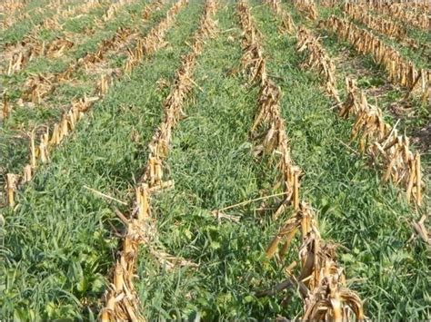 Grazing Corn Stalks — Cisco Farm Seed