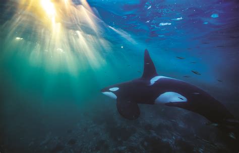 Share More Than 78 Killer Whale Hd Wallpaper Super Hot Vn