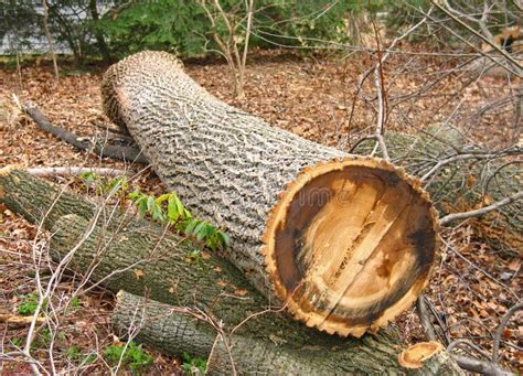 Tulip Poplar Log Stock Photo Image Of Rings Texture 4860090