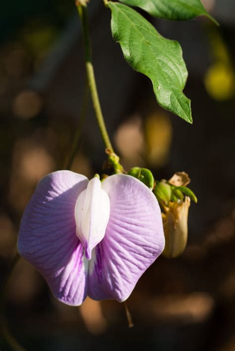 The butterfly pea is a climbing plant whose blue flowers are commonly used as a food dye, particularly among the peranakans. Butterfly Pea Plant Care - Growing Spurred Butterfly Pea ...