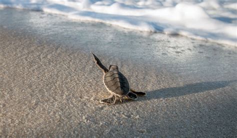 Baby Sea Turtles On The пляж пляжный Beautiful Beaches фото