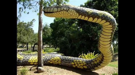 Giant Snake In The World Found Alive Animals Attack