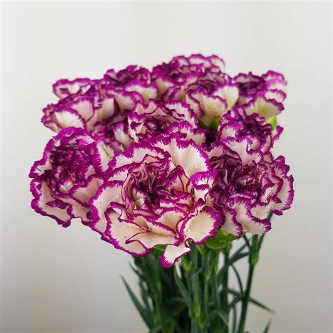 Carnations Imported 2 Tone White Light Purple