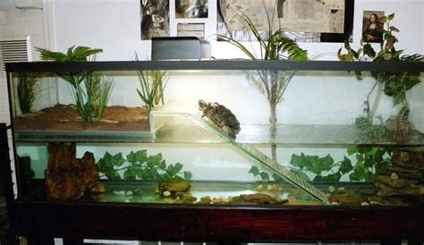 Baby Snapping Turtle Tank Get More Anythink S