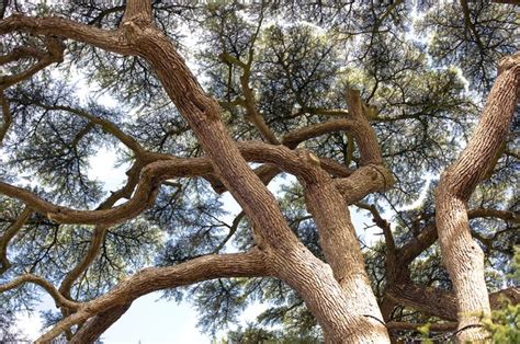 How Fast Do Cedar Trees Grow Hunker