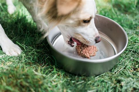 Large breeds should be fed unmoistened dry food by 9 or 10 weeks; How Much Should I Feed My Dog a Day? - Echomagonline - The ...