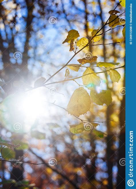 Nature Autumn Sunshine Leaves Yellow Stock Photo Image Of Path