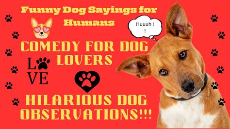 Clever Dogs Humorous Observations Youtube