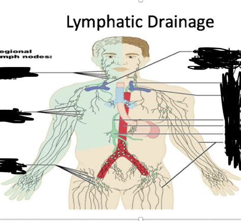 Lymphatic Drainage Diagram Quizlet