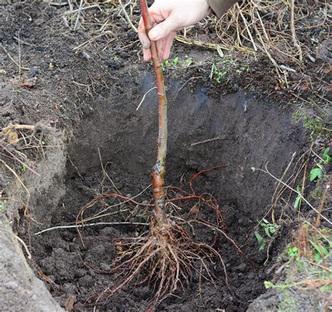 How To Plant Bare Root Trees Helpful Planting Guide And 6 Expert Tips