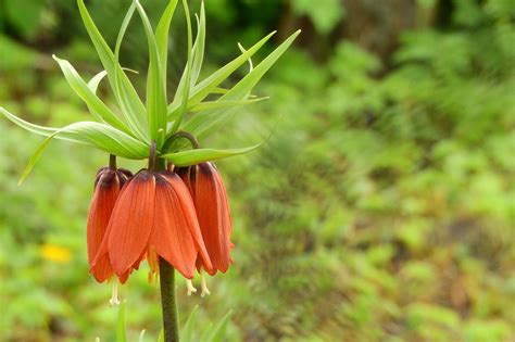 Download Free Photo Of Fritillaria Imperialisthe Son Of Lilium