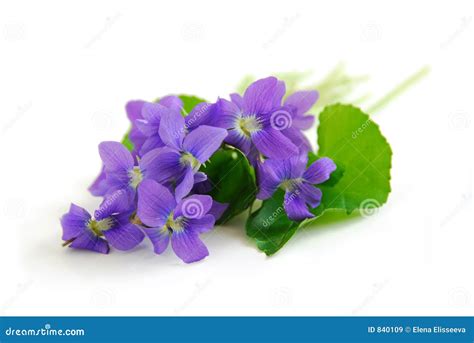 Violettes Sur Le Fond Blanc Image Stock Image Du Violet Isolement