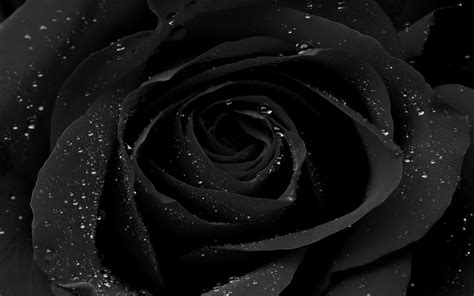 beautiful wallpapers for desktop of black roses