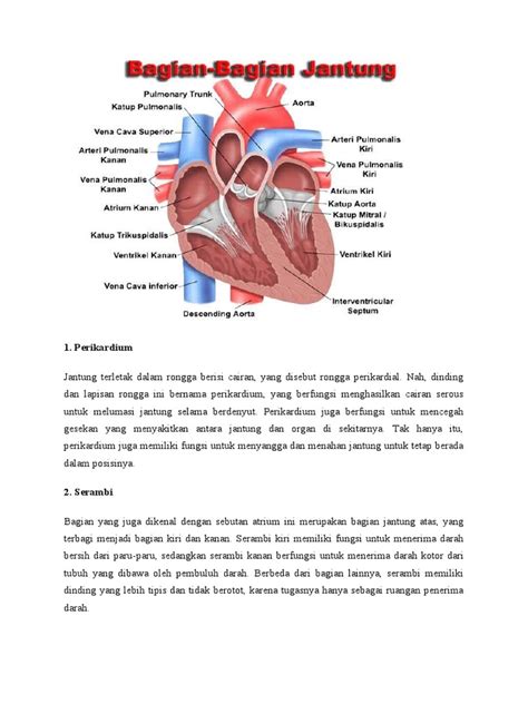 Bagian Bagian Jantung Dan Fungsinya Pdf