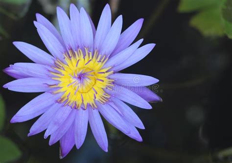 Top View Purple Lotus Stock Photo Image Of Lily Plant 135588672