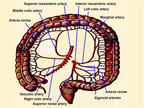 Anatomy Abdomen And Pelvis Large Intestine Article