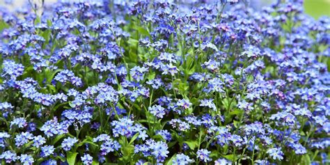Check spelling or type a new query. What Perennials Grow Well in Alaska? - P & M Garden ...