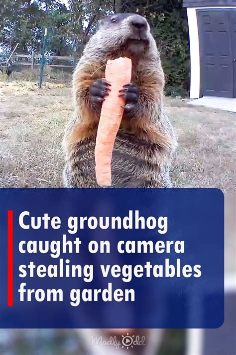 Cute Groundhog Caught On Camera Stealing Vegetables From Garden Artofit