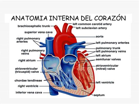 Anatomia Del CorazÓn Ojo Y RiÑon Ppt Descargar