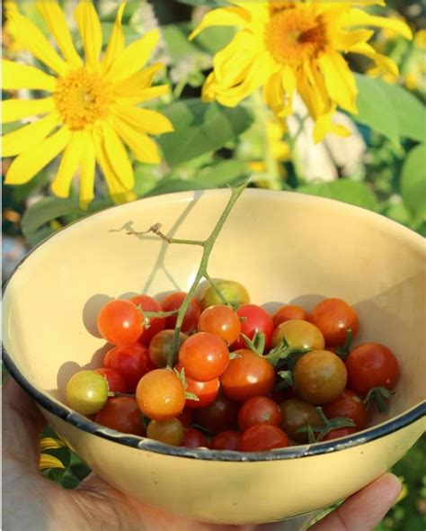Gwenet On Instagram Cheery Toms Sweet Little Cherry Tomatoes The