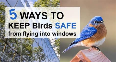 how to stop birds from flying into windows why do birds bird house plans bird house