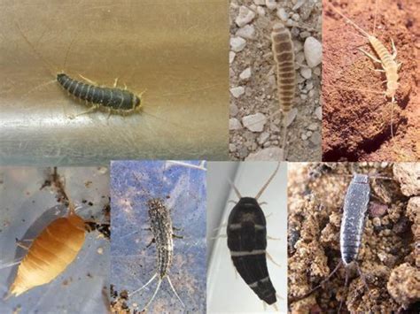 Silverfish Poor Cousins Or A Remarkable Success Story The