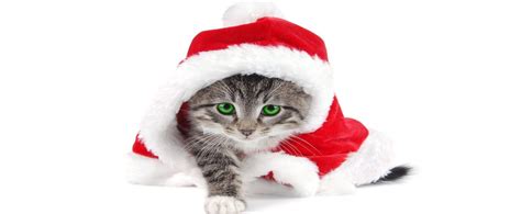 Gato Navidad Christmas Cats Christmas Cat Wallpaper Cat Wallpaper