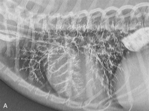Aspiration Pneumonia In Pets Going Down The Wrong Pipe Veterinary