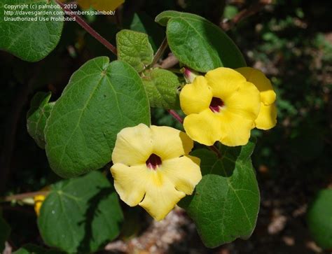 Plantfiles Pictures Uncarina Turicana 1 By Palmbob