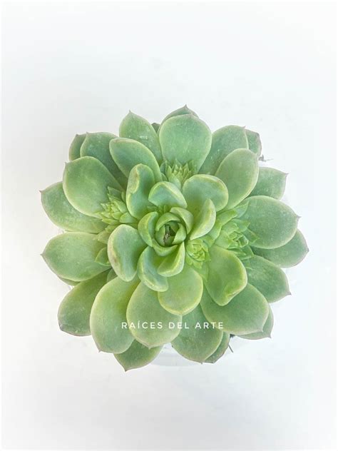 Echeveria 'lime n chile' is a succulent plant with chunky lime green, slightly translucent leaves that form perfect rosettes. Echeveria 'Lime n' Chile' | Raices del Arte