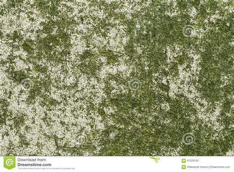 Captcha will load here (please disable ad blocker). Stone Grunge Texture, Fungus, Mold Stock Photo - Image of ...