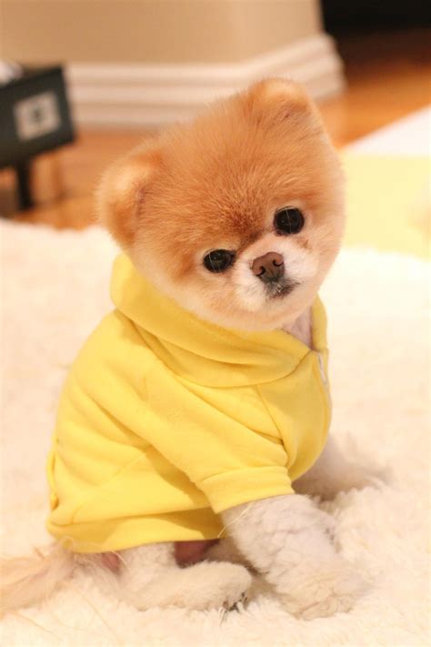 Im Tiered Lets Go To Bed Cute Baby Animals Boo The Dog Cute Dogs