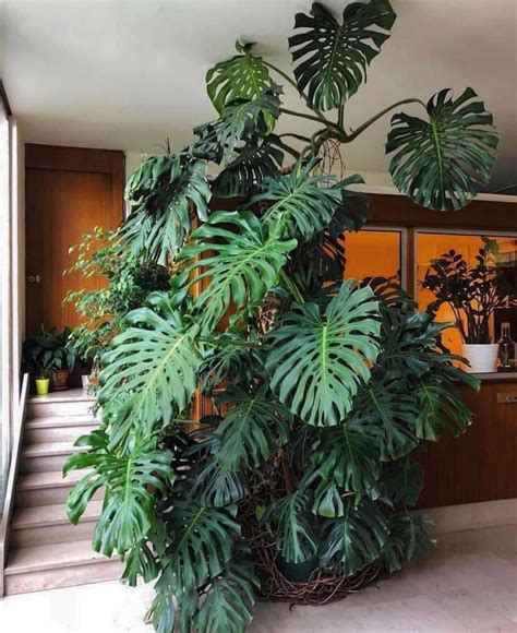 Giant Monstera Living Indoors Best Indoor Plants Plants House
