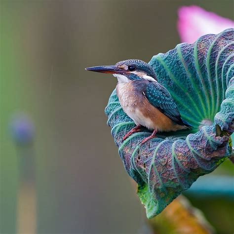 Beautiful Bird Photography By Johnson Chua 99inspiration
