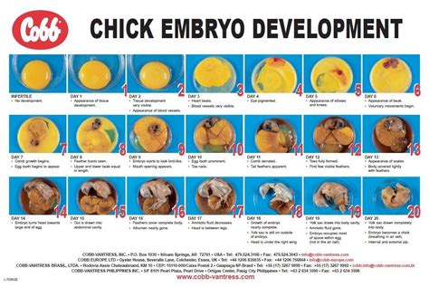 Great Embryo Development Chart