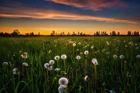 Sunset In Dandelion Field Russia Field Wallpaper Dandelion Field