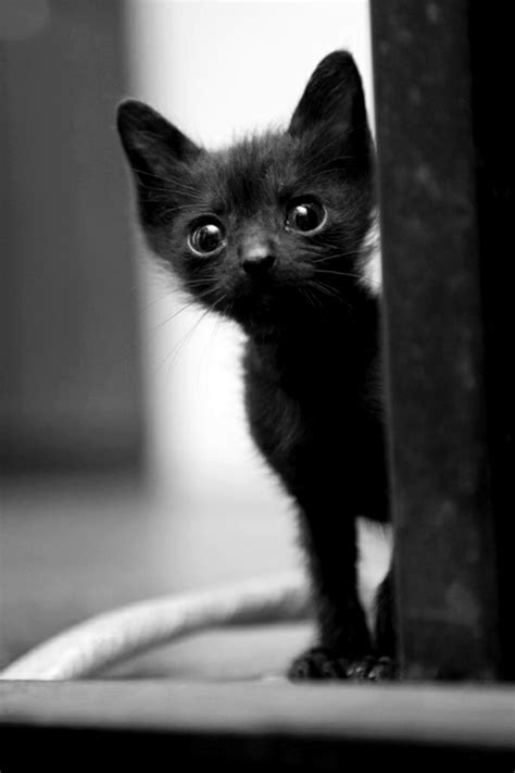 Black Kitten Animals And Pets Baby Animals Funny Animals Cute