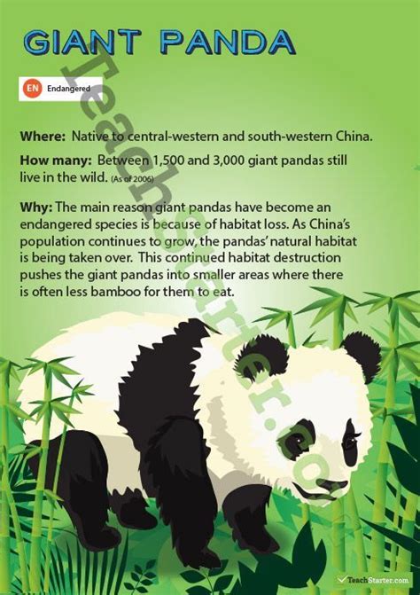Giant Panda Endangered Animal Poster Endangered Animals Lessons