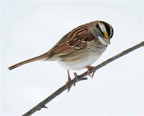 White Throated Sparrow Is Not Just Another Little Brown