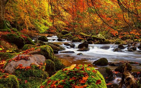 Fall Forest Stream Stones Moss Trees Ultra 3840x2160