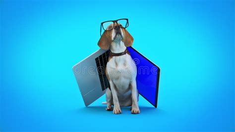 Business Concept Pet Dog Using Laptop Computer Stock Illustration