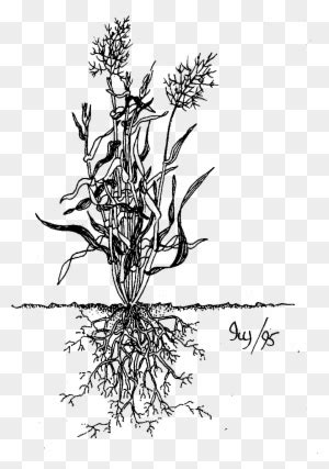 Image Biodidac Poac001b Monocotyledons Poaceae Roots Grasses