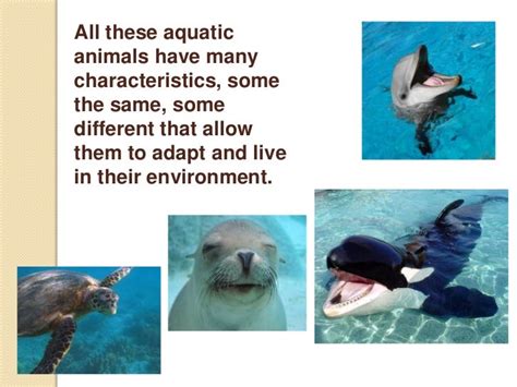Adaptations Of Aquatic Animals Powerpoint
