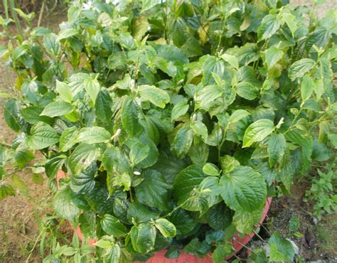 Manfaat yang dihasilkan dari daun karuk atau daun kaduk adalah sebagai berikut 8. http://agrohias.blogspot.com: Pokok Kaduk